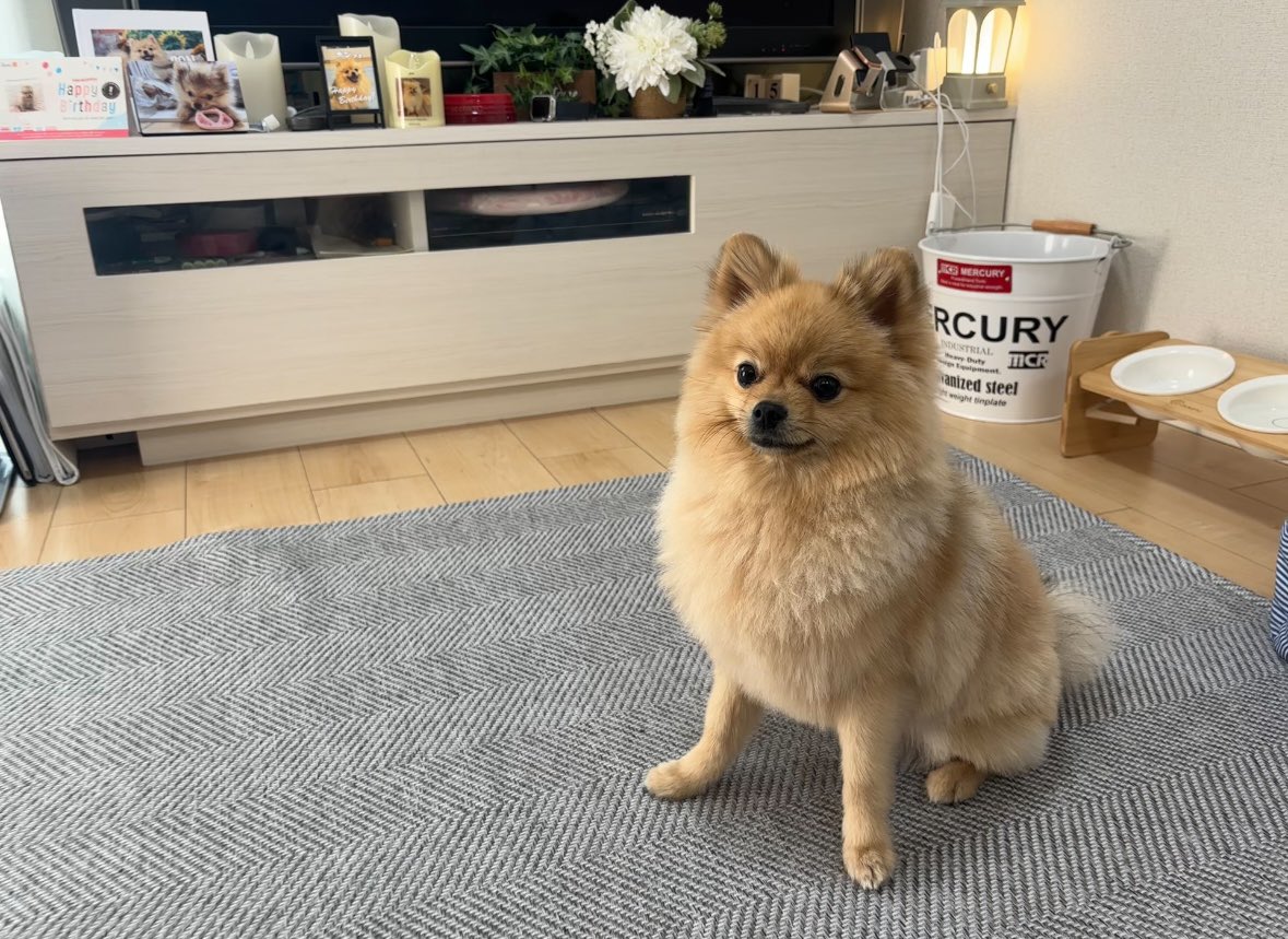 おいら髪切ったよ🐶