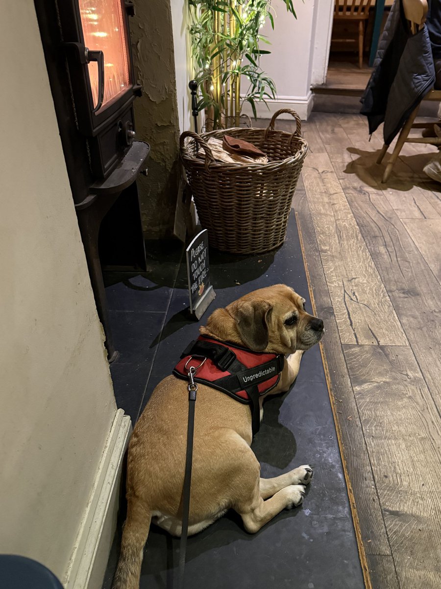 pippapuggle's tweet image. Got myself the cosiest spot in the pub 🐾🐶 #puggle #pugglepack #wellsnextthesea