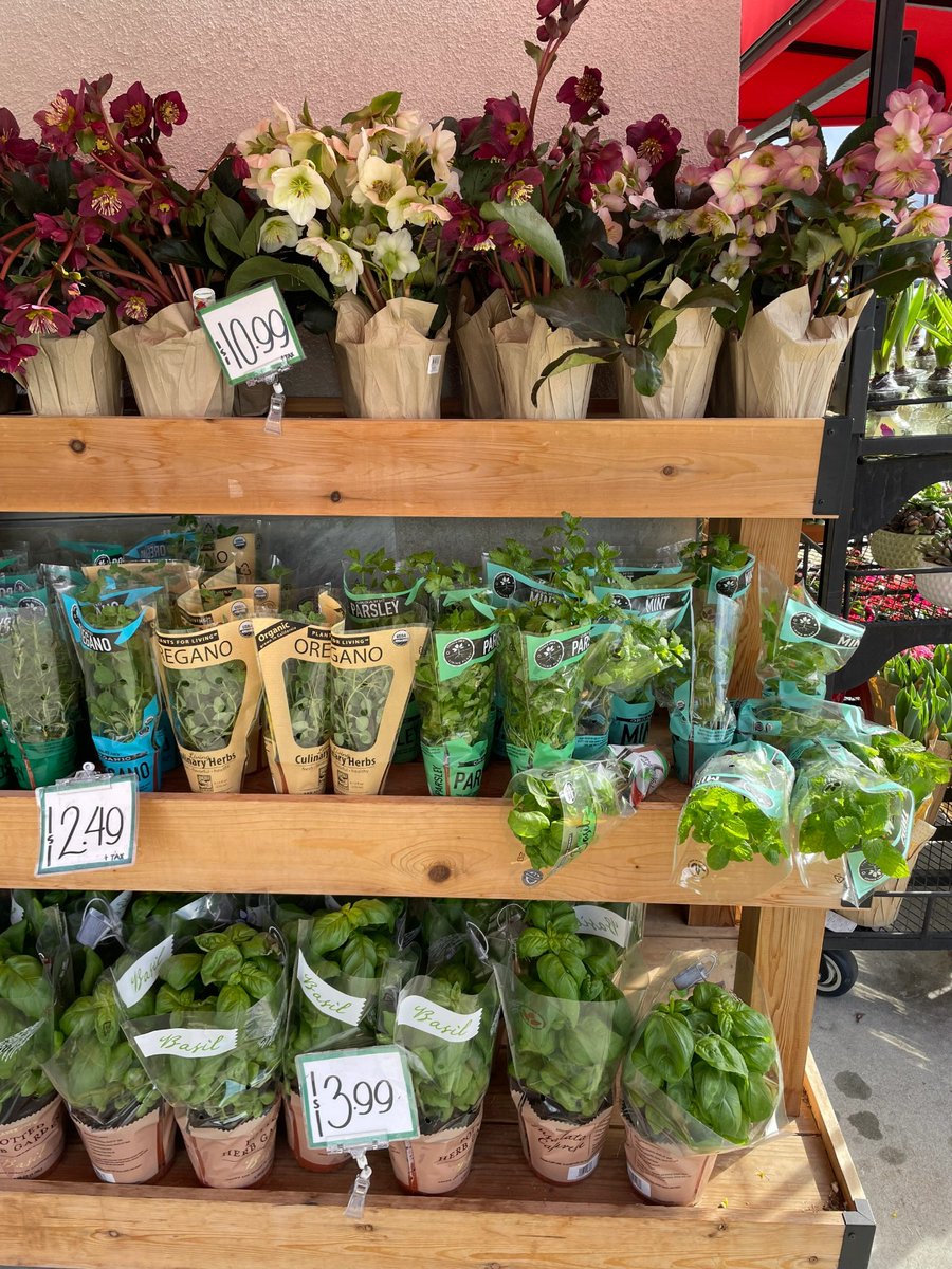 carlin0_rose's tweet image. I spent a long time shopping at the greenery market today and felt like my whole life was filled with this green! Each pot of greenery is unique. Growing greenery is truly a relaxing and fulfilling activity! #greenery #plantcontrol #homegreening #greenliving