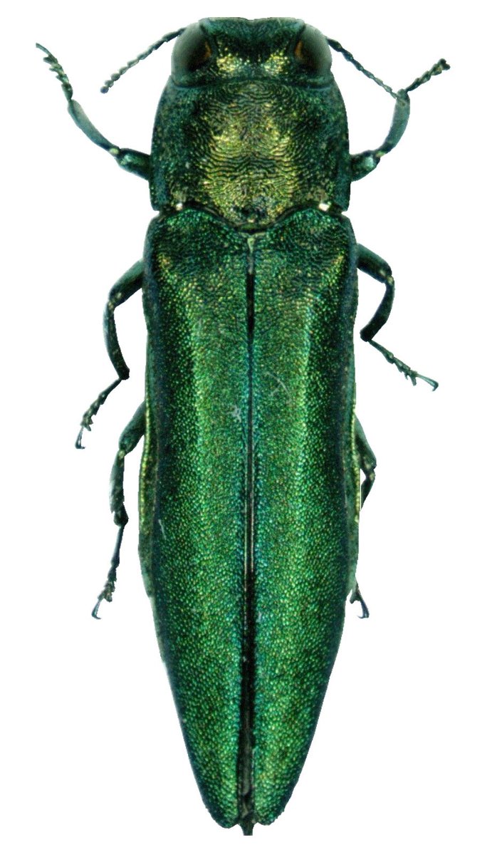 SamuelOrti57919's tweet photo. In Wisconsin, we have invasive species such as emerald ash borers that live in trees and harm them over time. #apesecology @franklinlorax https://t.co/YzAEkw3fC7