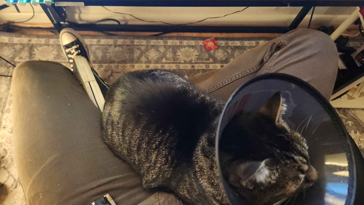 going live, sick boy won't leave me alone and keeps chewing my cables.