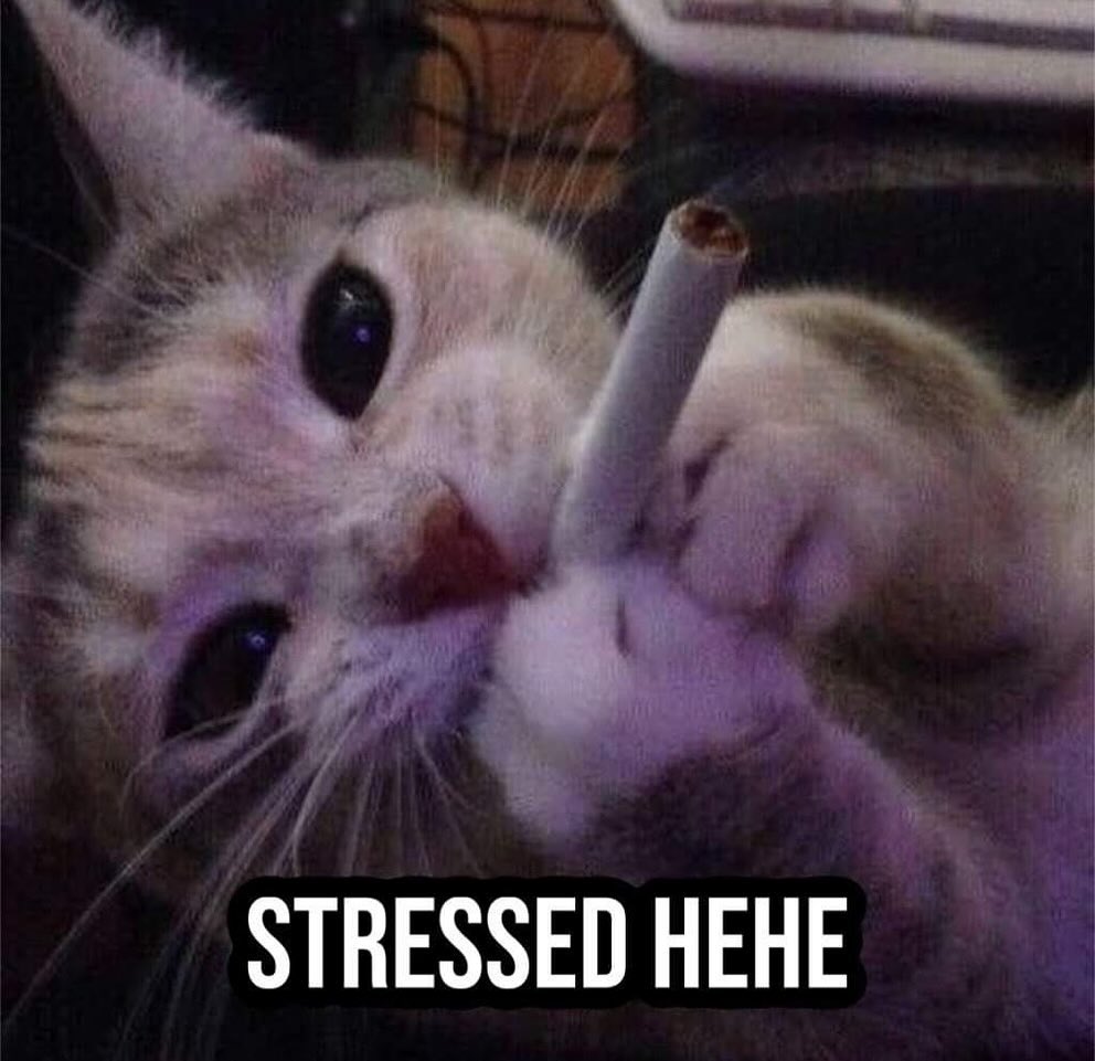 PunchingCat's tweet photo. https://t.co/VHseeSM8fu
