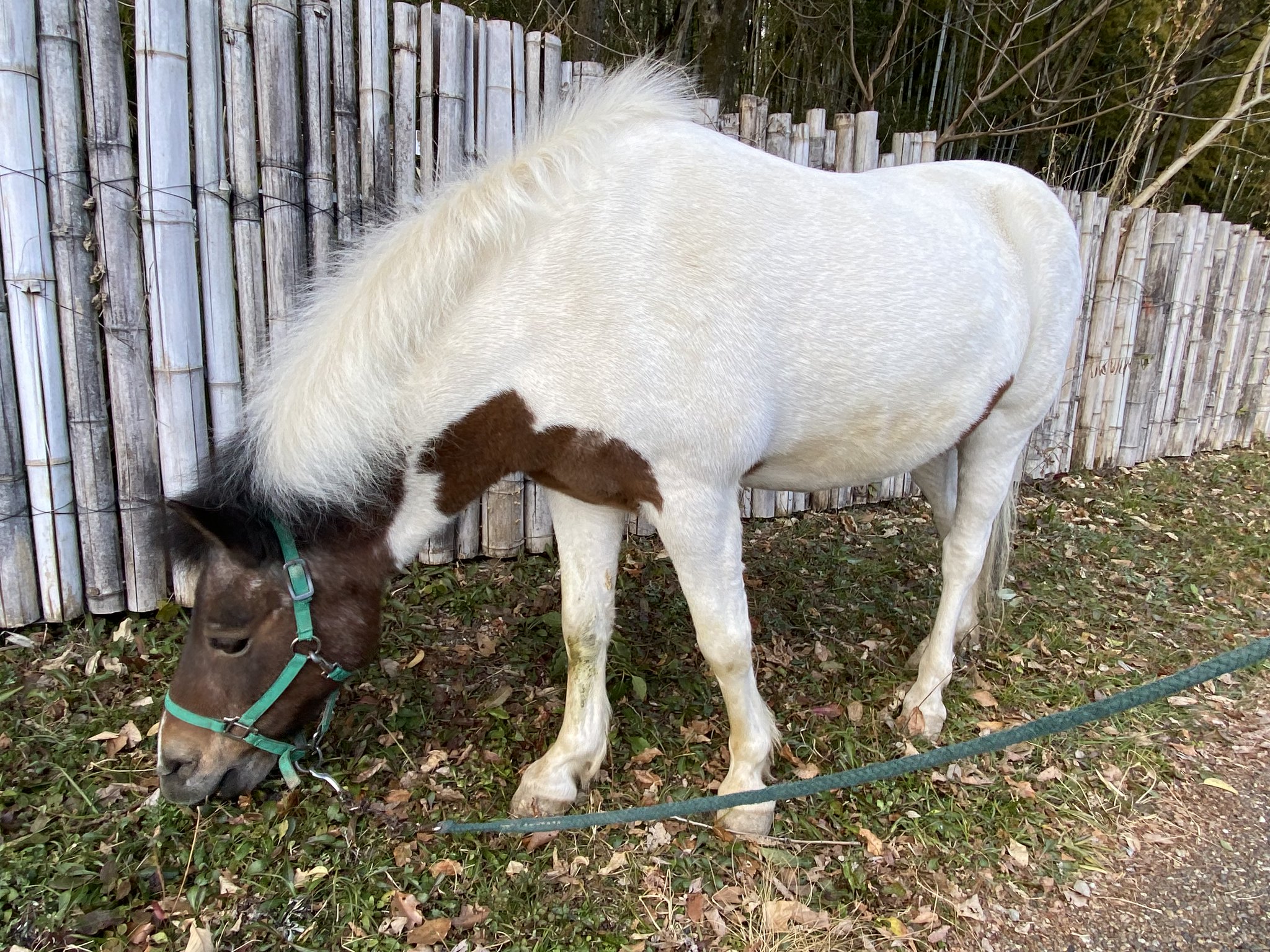 馬のポニー ポニーの販売をいたします。｜子ども専用乗馬クラブ｜Peppy's