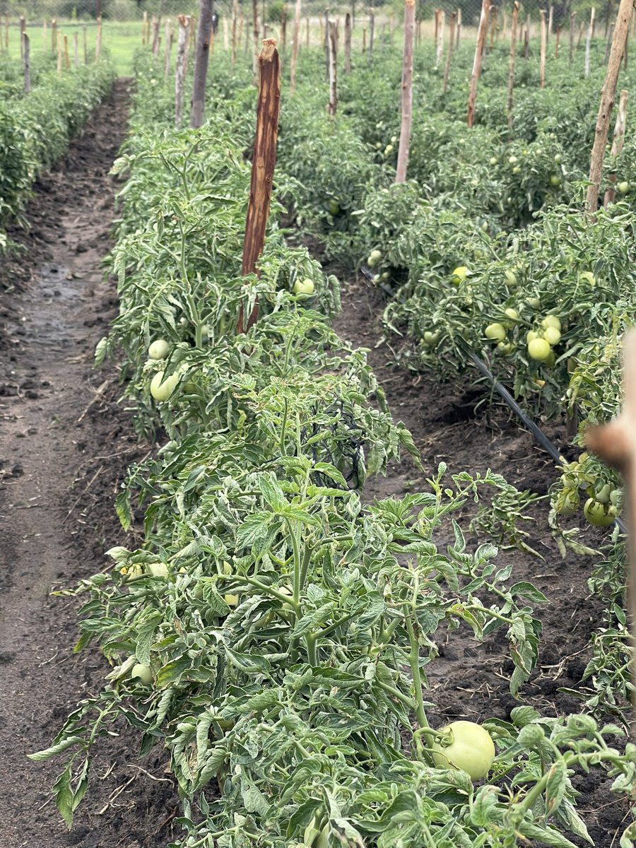 Right Cohen 🇺🇬 (@rightcohen) on Twitter photo WHY IRRIGATION MATTERS ⤵️
Effective irrigation is crucial in dry seasons. It ensures a steady water supply, boosts crop yields, and promotes sustainable farming by conserving resources.
Source: <a href="/Tuyishime712/">Tuyishime Elie</a>
Like and Repost.
#LetsFarmTogether WHY IRRIGATION MATTERS ⤵️
Effective irrigation is crucial in dry seasons. It ensures a steady water supply, boosts crop yields, and promotes sustainable farming by conserving resources.
Source: <a href="/Tuyishime712/">Tuyishime Elie</a>
Like and Repost.
#LetsFarmTogether
