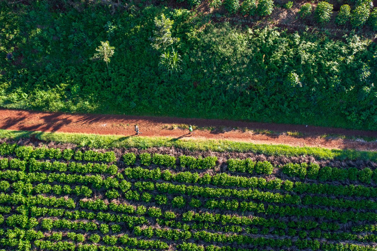 Sahihi Green Run is <a href="/SahihiBuilders/">Sahihi_Interiors</a> annual event that is held in Kiambu County, on the month of May.
Join us!
#sahihigreenrun #running #kiambu #cianda #environment #education #foodsecurity