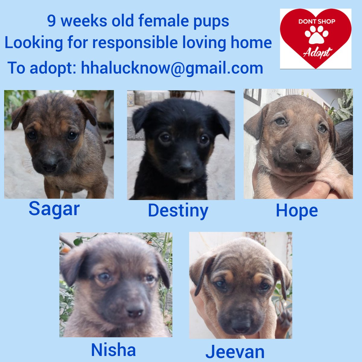 lib_libra99's tweet image. #AdoptDontShop #Lucknow #DogsOfLucknow #DesiDog