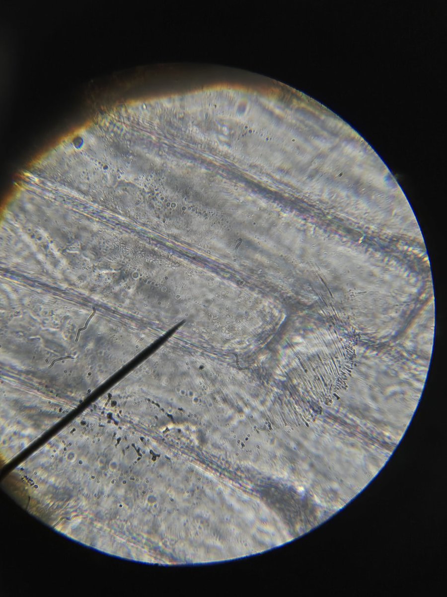 Learning about plant and animal v in the R.I S.E cells and discovering what things look like under a microscope!!  Did you know humans are made up of 36 trillion cells??  #Science #handsonlearning <a href="/PeelSchools/">Peel District School Board</a>  <a href="/JamesGrievePS/">James Grieve PS</a>