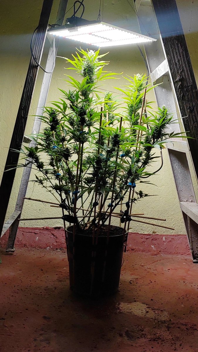 Girl scout kush auto de @pure_instinto fertilizada con <a href="/XaratangaN/">Xaratanga Nutrients</a>

Esta planta automática con Lst cultivada con iluminación mixta (led y sol) ha sorprendido con la ramificacion y tamaño que tomo

#girlscoutcookies #girlscoutcookies #kush #realweed #premiumquality #premium