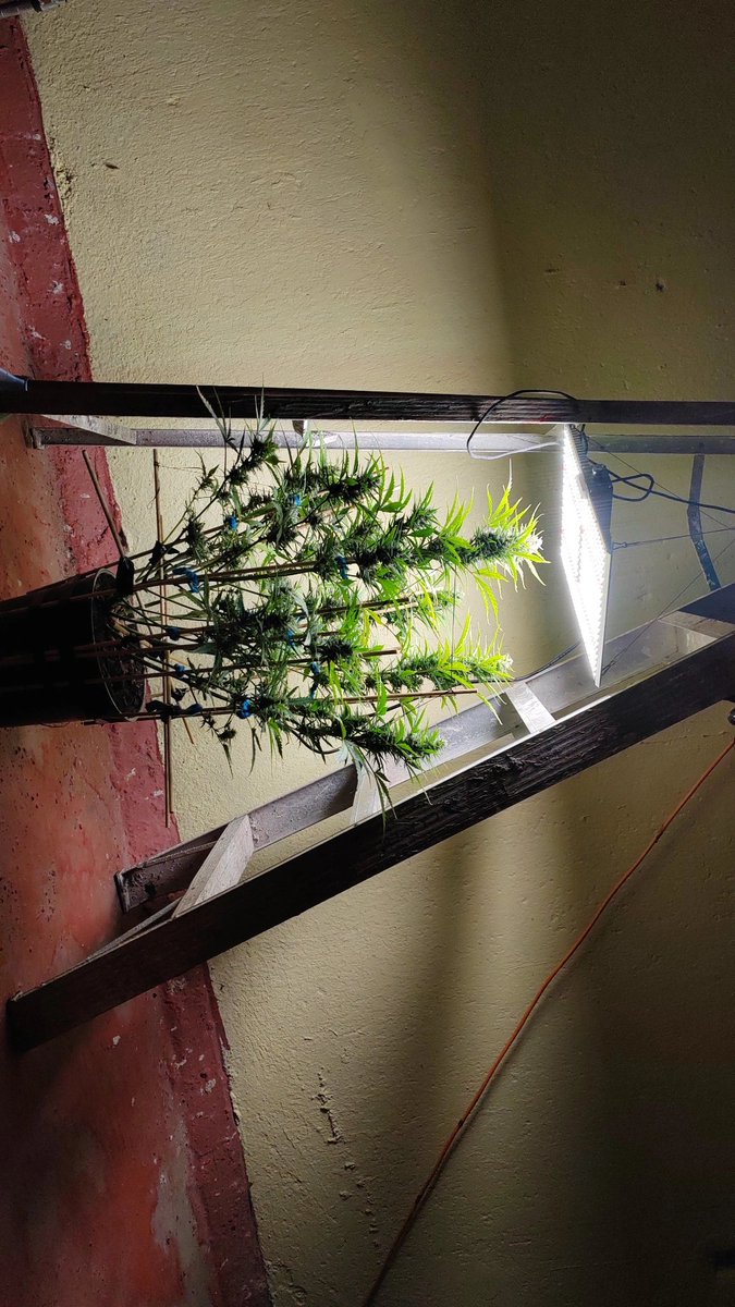 weedeater26's tweet photo. Girl scout kush auto de @pure_instinto fertilizada con @XaratangaN

Esta planta automática con Lst cultivada con iluminación mixta (led y sol) ha sorprendido con la ramificacion y tamaño que tomo

#girlscoutcookies #girlscoutcookies #kush #realweed #premiumquality #premium https://t.co/E2ELw9e10Z