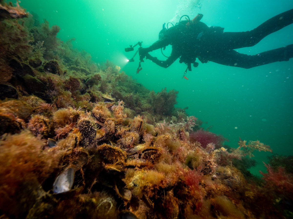 Port of Melbourne Invests $890,000 in World-First Shellfish Reef Restoration with The Nature Conservancy Australia <a href="/nature_org/">The Nature Conservancy</a>.

Read more at portofmelbourne.com/port-of-melbou…

📸: Jarrod Boord / TNC

#tnc #thenatureconservancy #shellfish #reef #conservation