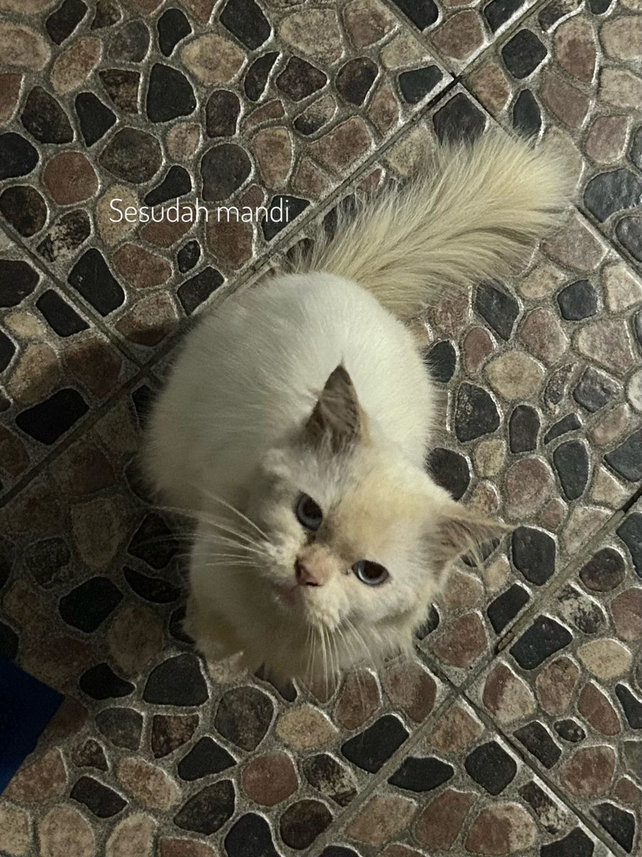 itsnlymi's tweet photo. ‼️Help RT
ini kucing jalanan. Kmrn sempet gw mandiin karena kotor, doi aslinya putih. Kalem & nurut, tp blm steril (jantan). Umur ± 3 thn.
More info DM ya. Thanks.
📍Kalideres, JakBar
#openadoptkucing #openadopt https://t.co/saCpC8Fda4