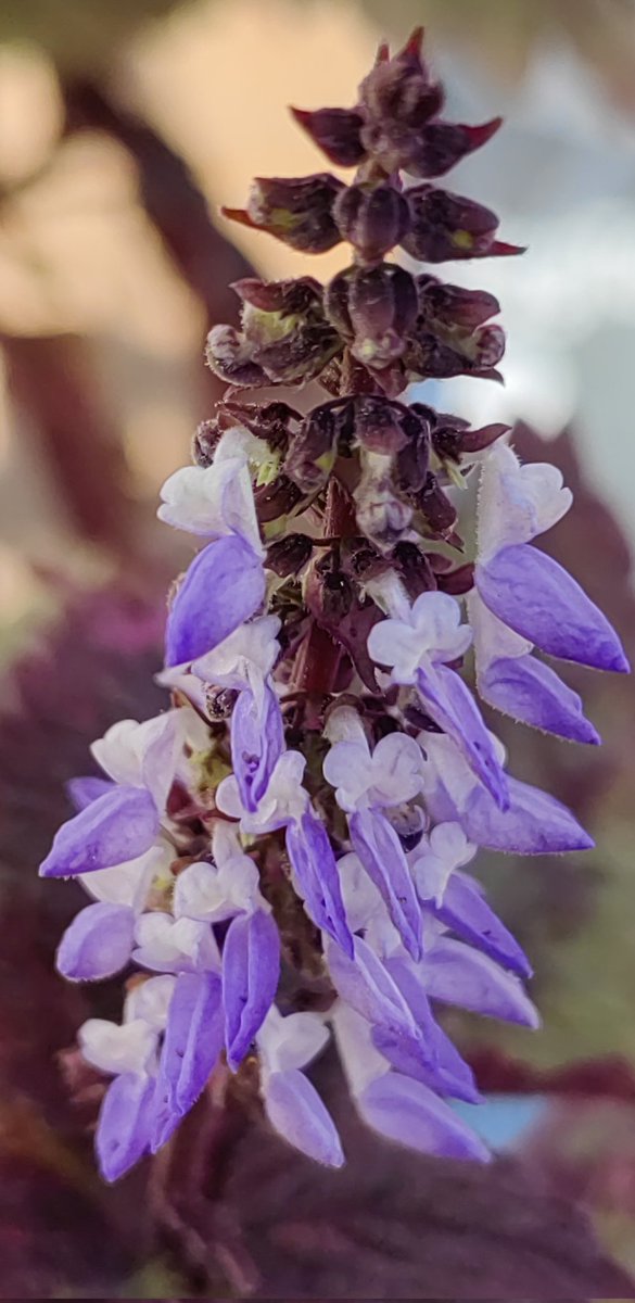 amarcadia's tweet image. To all the beauties that are here :)
Para todas las bellezas que andan por aquí
@221manyang 
@Cloe900311 
@Aoiferocksitout 
@ravensspirit68 @fridayvelvet 
@hassankhaderali @LuzMariaOronaA 
@malus_k 
@profeciasalvaje
#spoonies