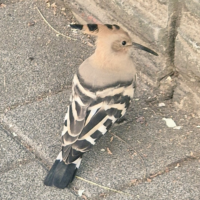 12월에 병원가다가 길에서 마주친 새.
처음보기도 하고 너무 귀여워서 사진 찍었는데 후투티(오디새)라고 함!
그리고 이 귀염둥이가 독이 있다고 나와서 경악함
독잇새인줄도 모르고 바로 옆에서 사진찍고 좋아했던거지