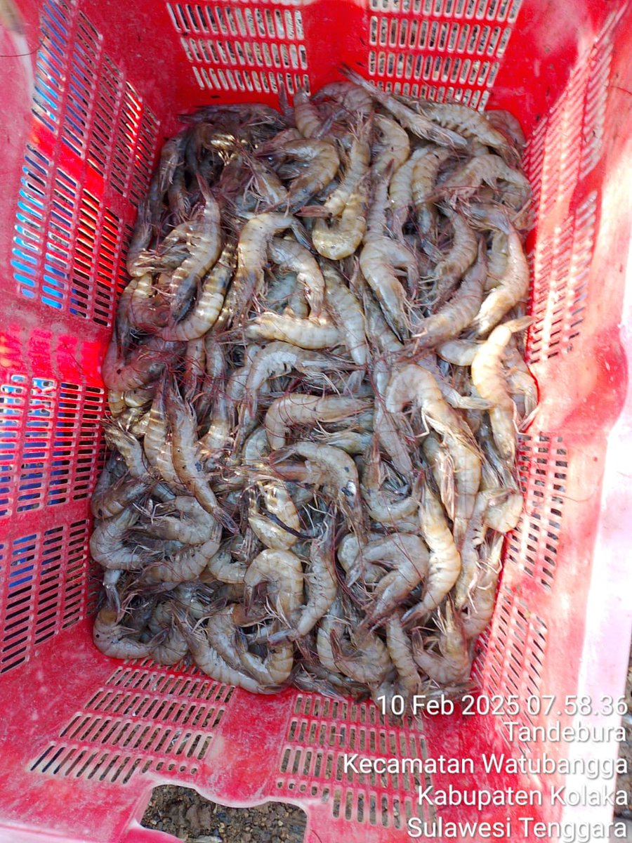 ashar_junianto's tweet photo. Senin (10/2/2025),  Ashar Junianto, S.Pi, Luhkan Kab. Kolaka, di Pokdakan Berbudi Muda  (a.n Amrullah) Kel. Tandebura, melaporkan panen Udang Vaname, parsial 2 sebanyak 130 kg, size 85, luas tambak 1 ha harga 47.000/kg.

#GiatLuhkanSatminkalMaros #Kolaka #panen  @BRPBAP3_Maros https://t.co/EL6rlkTJM6