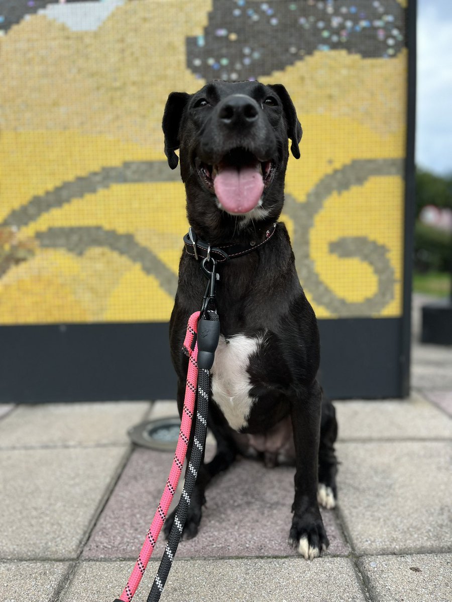 HELA_MORE's tweet photo. Nuestra hermosa Nabi está en busca de un hogar y una familia amorosa y responsable.

Dale la oportunidad 💜
Estamos en CDMX https://t.co/yqipixuJWG