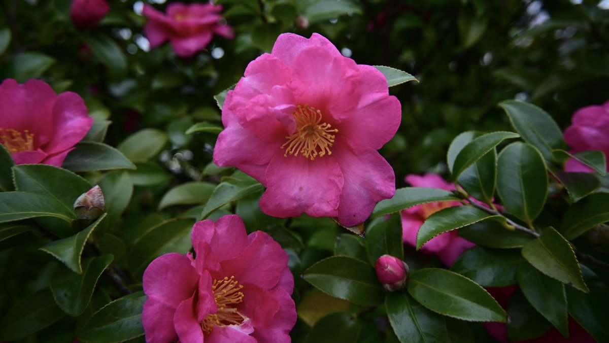 SoraPecco31's tweet photo. Echoing crimson.

手は手を探し
温もり求め

言葉は言葉を望み
唇を寄せる

私とあなたの隙間に響く

冬の風と

花の色

#photopoem #poegraph #poem #ポエグラフ #詩 #ポエってます #花 #flowerphotography https://t.co/4ec1G9ytso