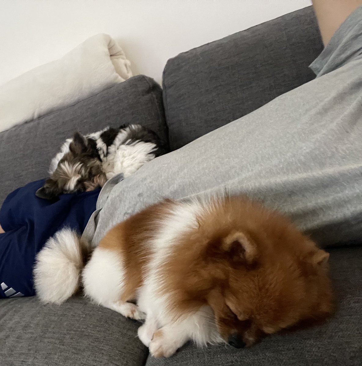 k216s10's tweet photo. 午後
#kitty
#TinyChum
#BiewerTerrire
#pomeranian https://t.co/6RWGNB0XJB