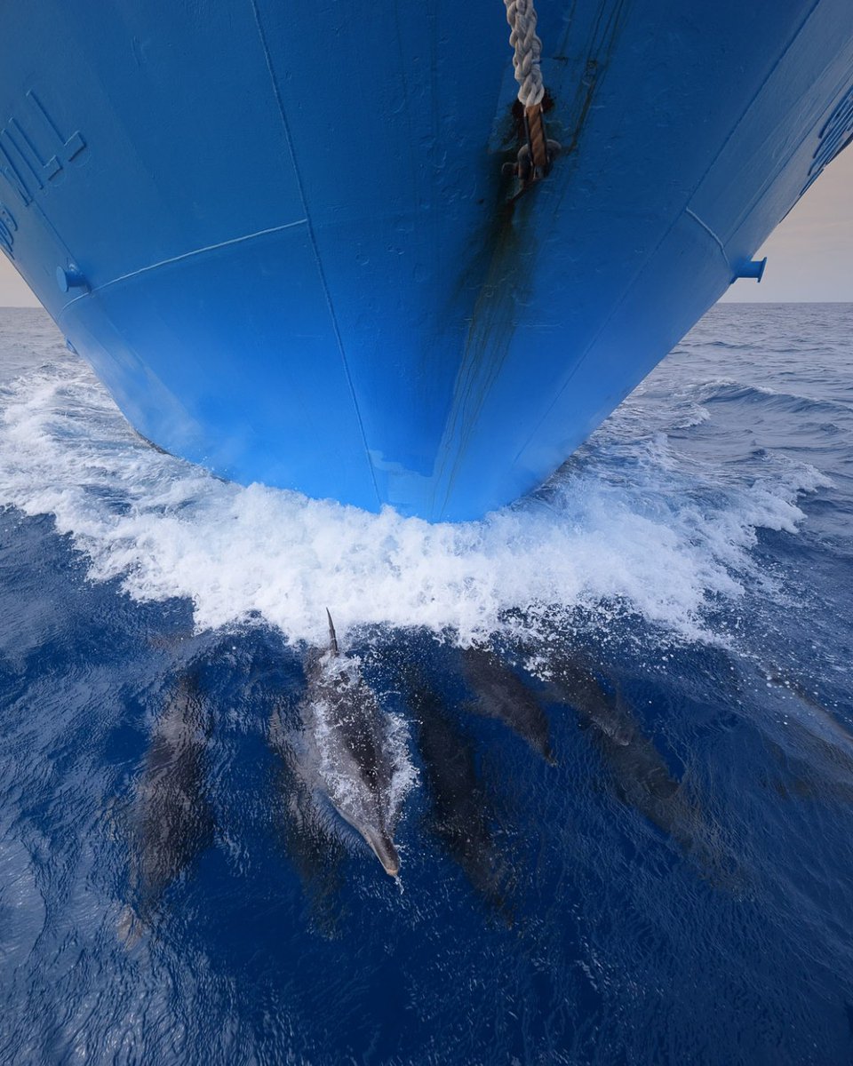 One World One Ocean tweet media