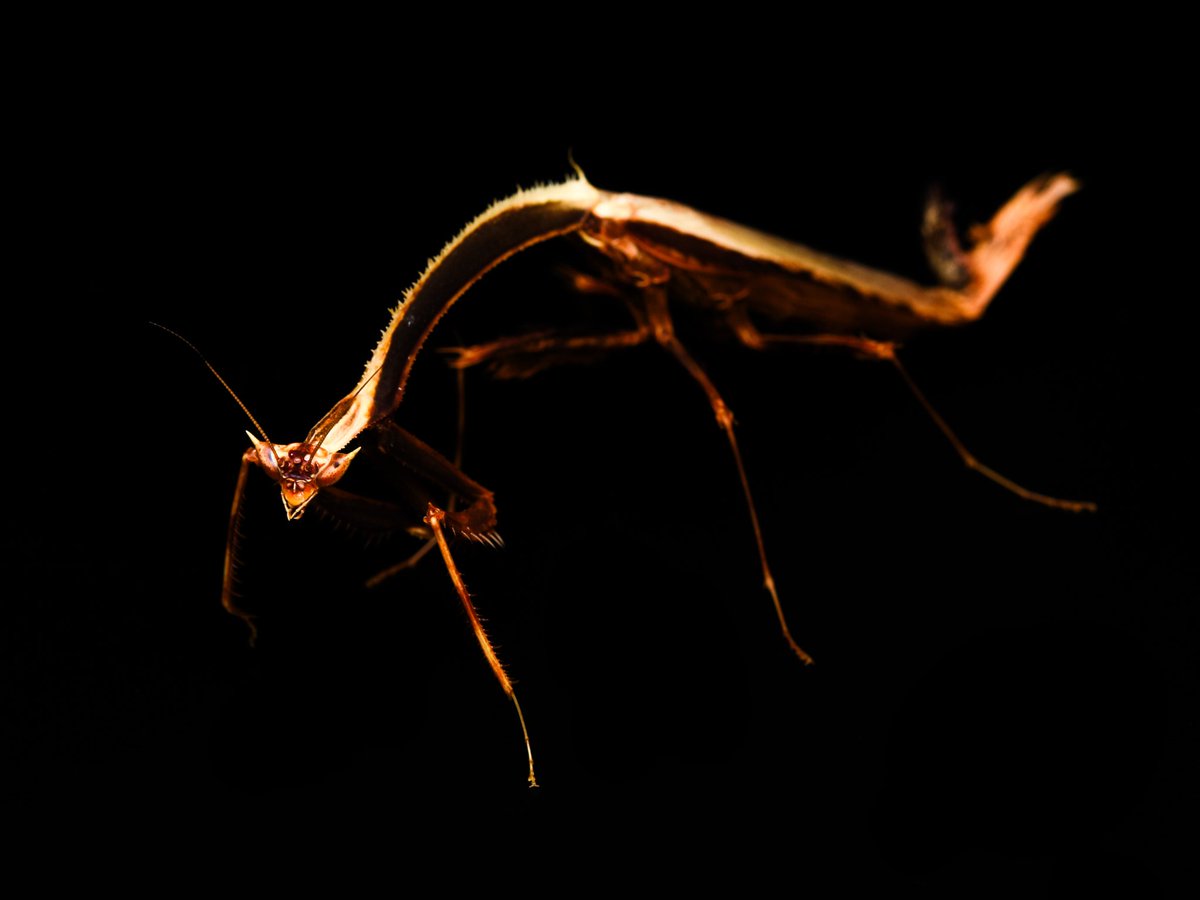 K_pinnapavonis's tweet image. Toxodera fimbriata
フチドリユミナリエダカマキリ(新称)
脚を痛め村人宅で寝ていた際、後輩に叩き起こされたので見に行ったところ、村人が並べている虫の中に本種の姿が…！
村人と同時に発見したものの、横から網で掻っ攫われたそうな😅
これにてマレーシア遠征のToxoderaチャレンジは累計2勝0敗に😆