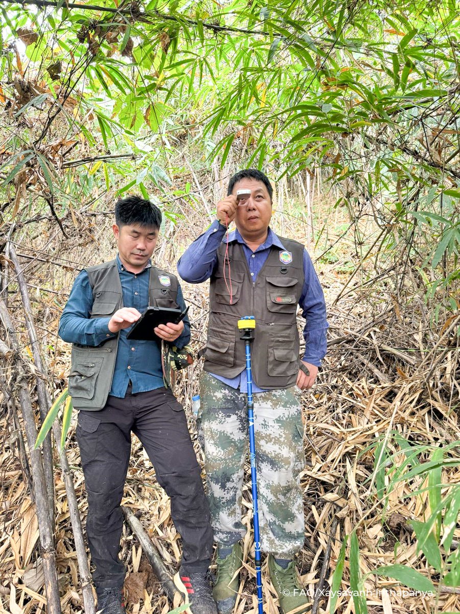 FAOLaoPDR's tweet image. 🌳 Exciting news! Lao PDR has added its national forest monitoring system data to the FAO FAM Catalogue, boosting forest data transparency! 📊 Thanks to CBIT-Forest, this move enhances climate action, REDD+, & UNFCCC reporting. 🌍
Read more: rebrand.ly/wrvpk0f