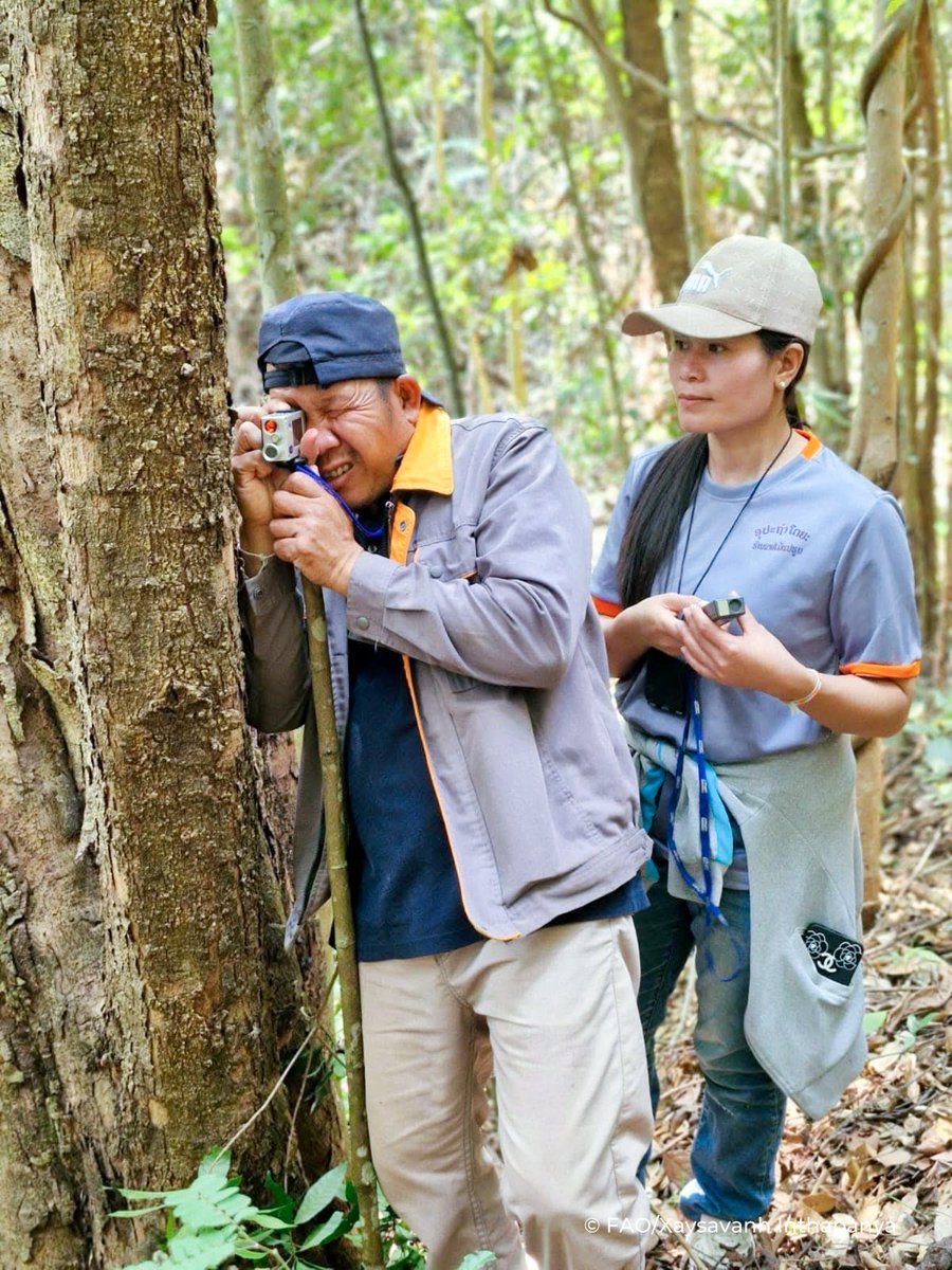 FAOLaoPDR's tweet image. 🌳 Exciting news! Lao PDR has added its national forest monitoring system data to the FAO FAM Catalogue, boosting forest data transparency! 📊 Thanks to CBIT-Forest, this move enhances climate action, REDD+, & UNFCCC reporting. 🌍
Read more: rebrand.ly/wrvpk0f
