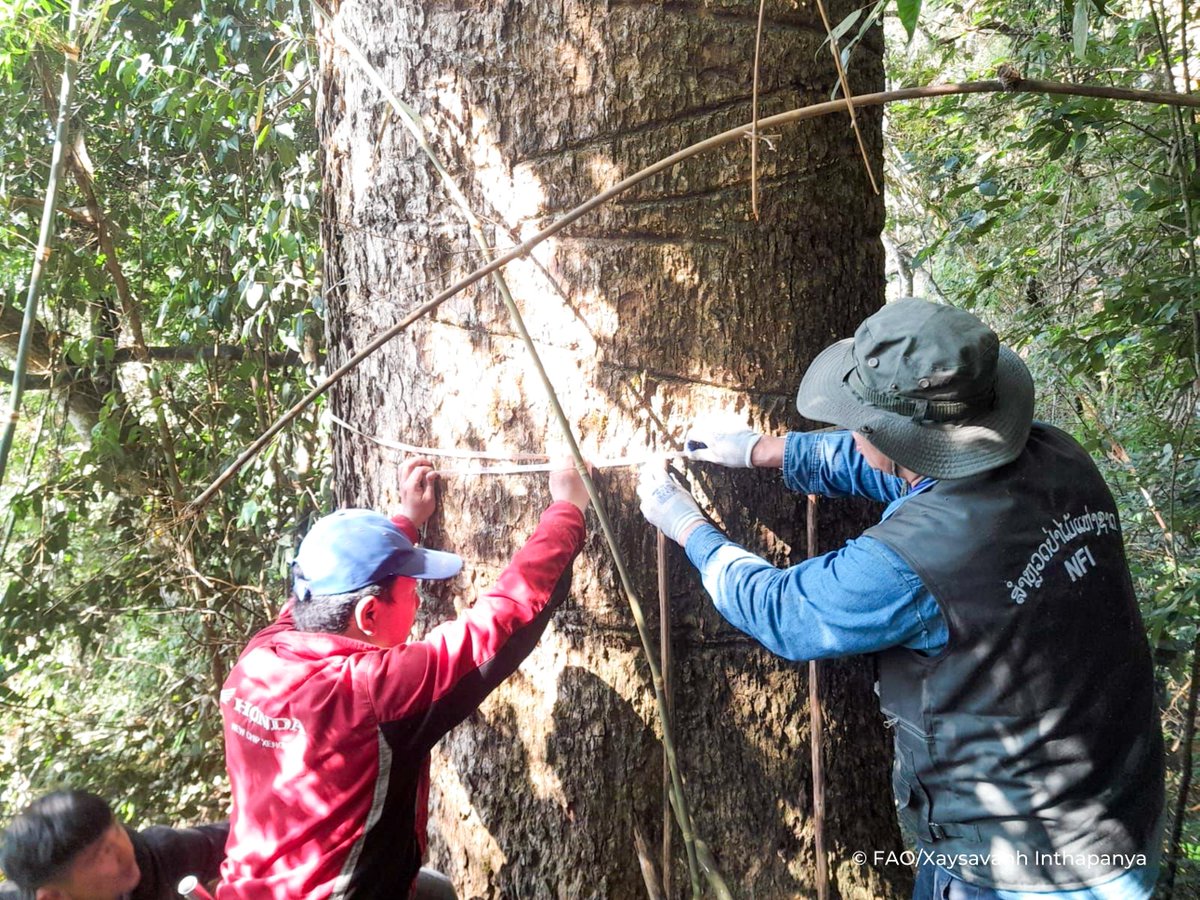 FAOLaoPDR's tweet image. 🌳 Exciting news! Lao PDR has added its national forest monitoring system data to the FAO FAM Catalogue, boosting forest data transparency! 📊 Thanks to CBIT-Forest, this move enhances climate action, REDD+, & UNFCCC reporting. 🌍
Read more: rebrand.ly/wrvpk0f