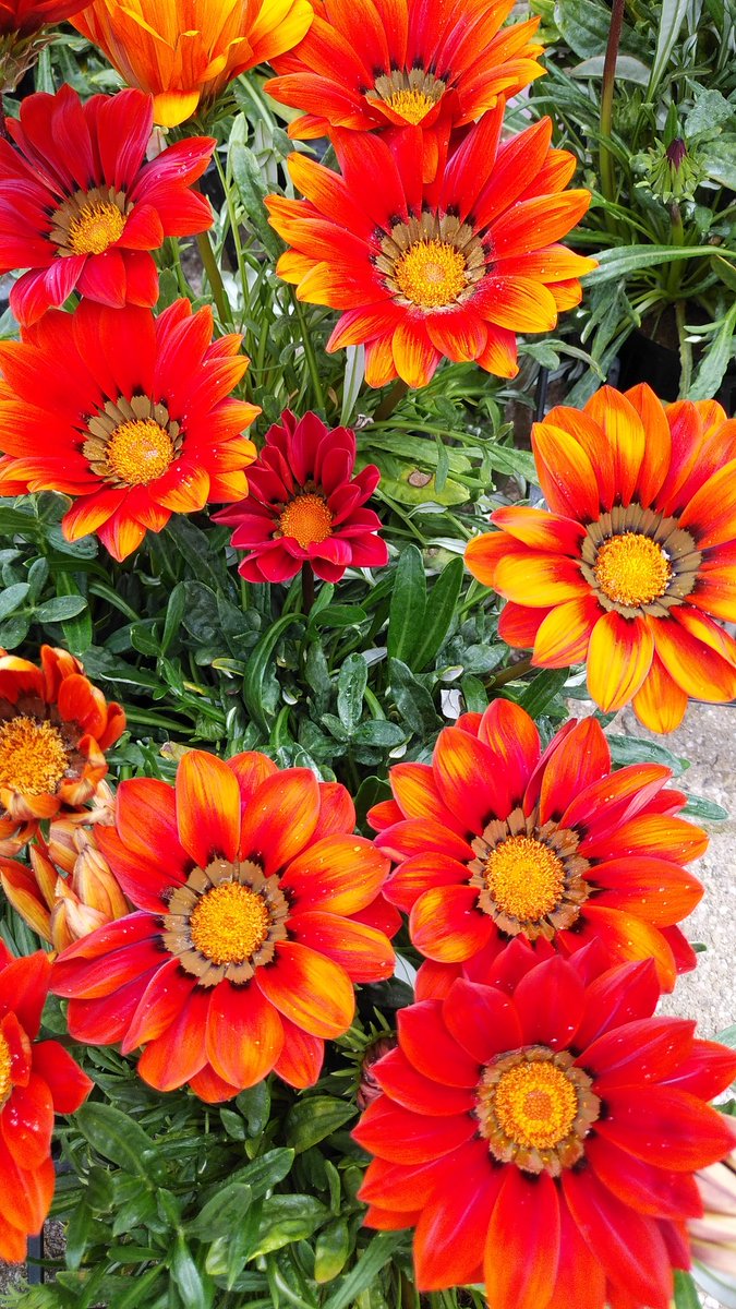 皆様も良い午後と良い１日を😌
季節🌼の景観🌺と共に😌

have a nice day. 👍
season picture.🌺🌼
nature is beautiful.😌🙏