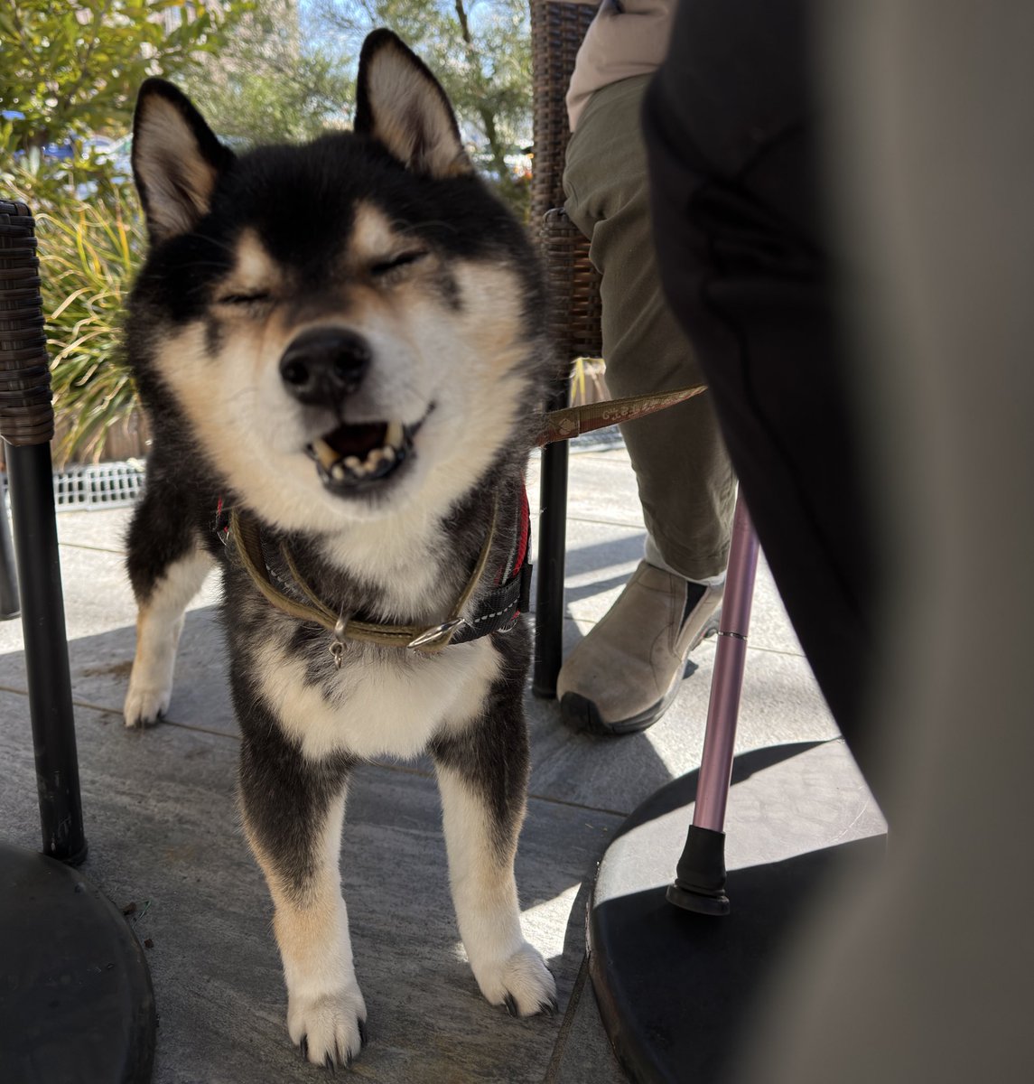 v_code_02's tweet image. 先週末からリハビリ散歩出るようになりました。
少しずつしゃかしゃか歩けるようになってます！