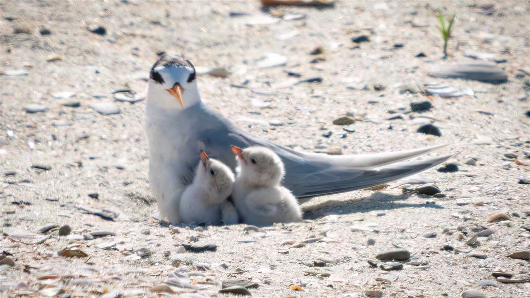 Tara iti breeding season progressing well.

We are cautiously optimistic about the 2024/2025 tara iti/New Zealand fairy tern breeding season, which is tracking within expectations for the critically threatened species.

Read more: bit.ly/40TsMa8