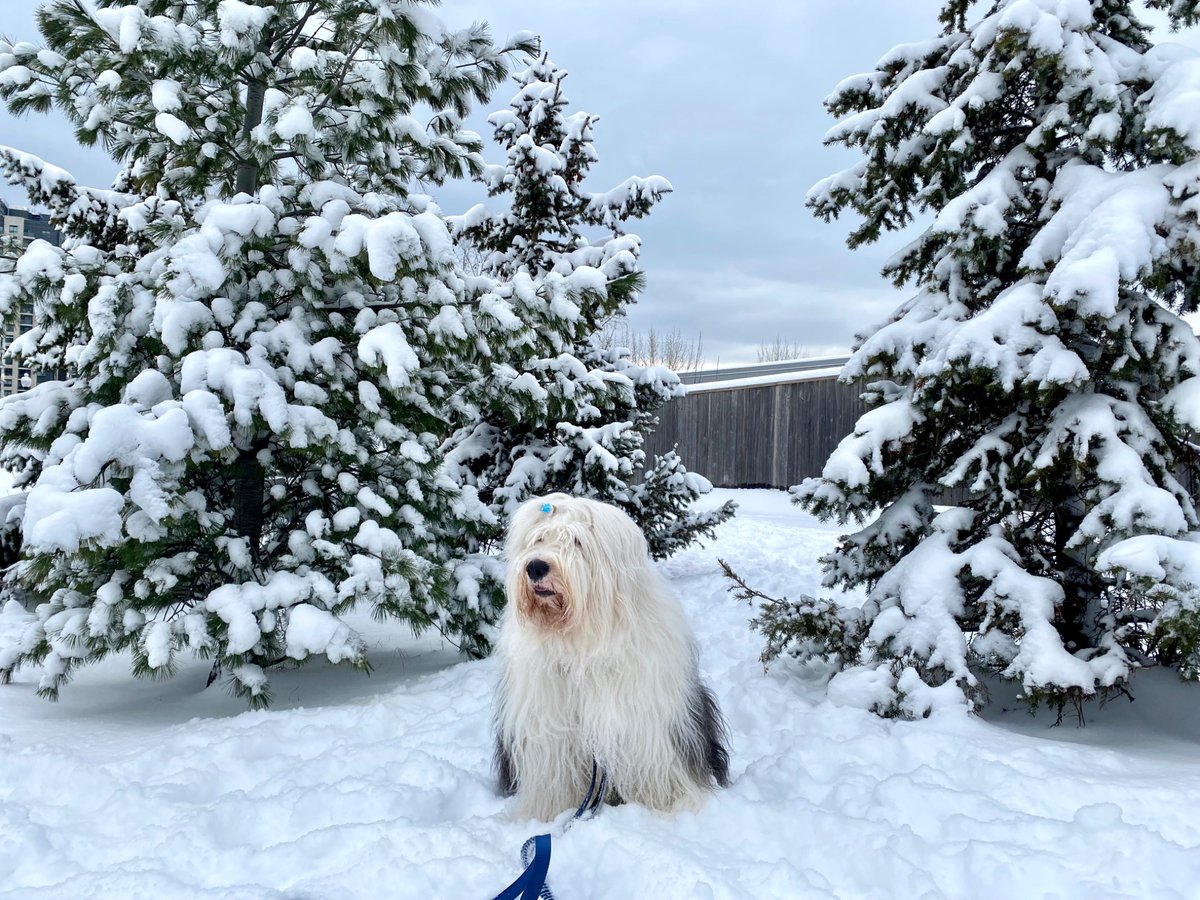 The hoos say they have had enough of this weather. They brought out the big wheely bags. Last time they did this it not end up well for me. I’m too stressed to stick my #TongueOut this #TOT. Something fishy is brewing…
#oes #dogsofx #dogsoftwitter #fishy