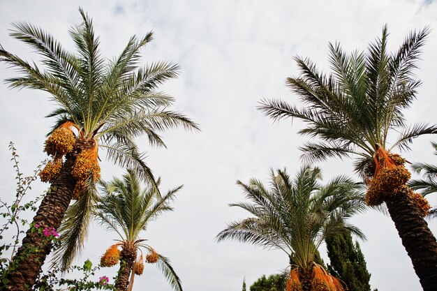 rayyandates's tweet photo. Date palms reach up to 30 metres in height, growing singly or forming a clump with several stems from a single root system. Slow-growing, they can reach over 100 years of age when maintained properly. https://t.co/WstNe1mtp7