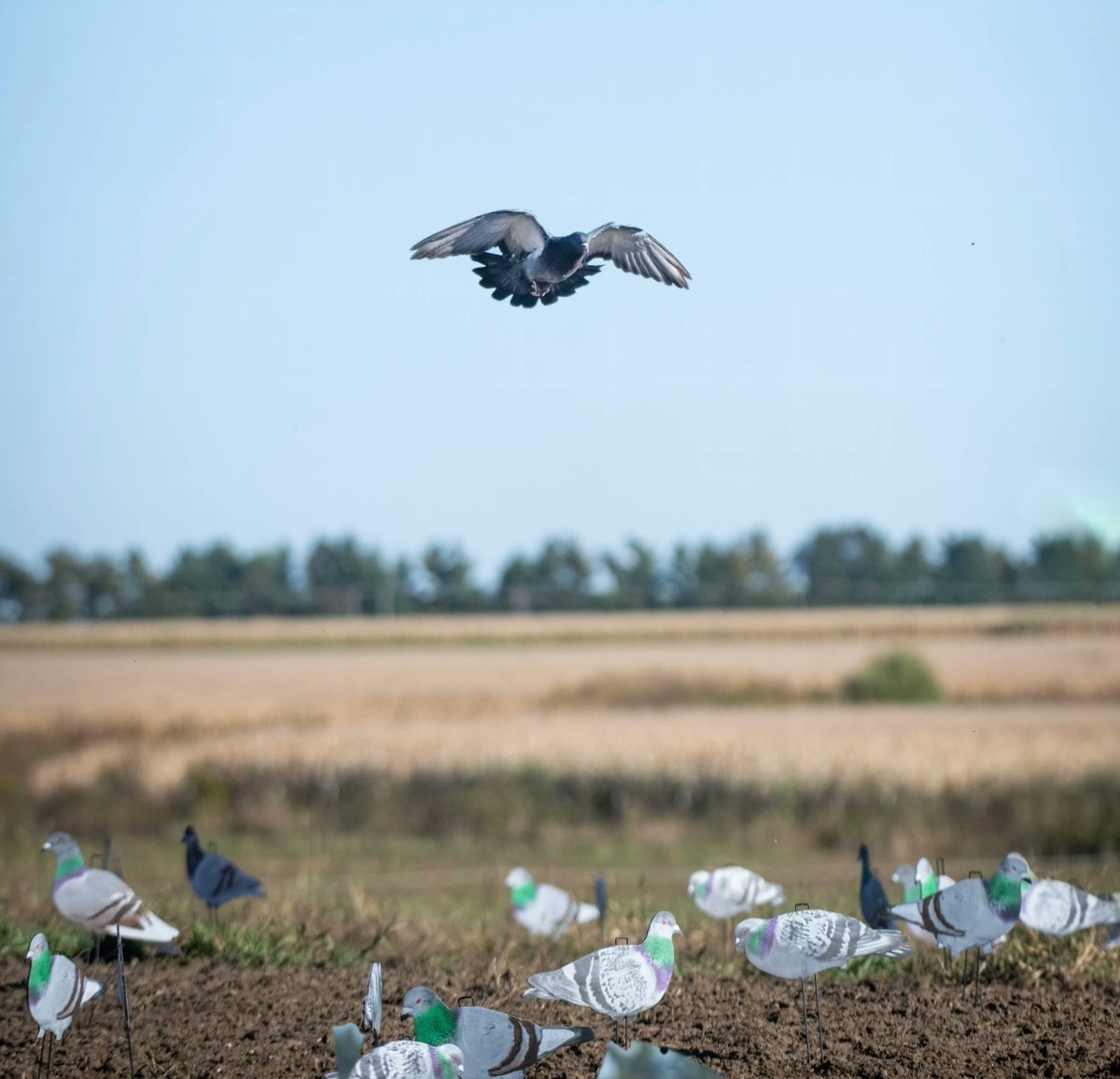 CrowHunterTV's tweet photo. The COMPLETE Guide to Pigeon Shooting - Decoying 130 Birds!! | Video 
https://t.co/5GA3JC5N2c
#Pigeon #PigeonHunt #PigeonShoot https://t.co/Eedu7cP4zh