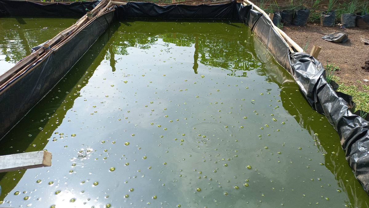 masudianto's tweet photo. Kamis (16/1), MasUdianto, luhkan #LamTim, mendampingi sdr Febri pokdakan Mina Larva Bersemi ds Gantimulyo kc Pekalongan #panen lele uk 10-12 ekor/kg sbyk 100 kg hrg Rp 19000/kg. #GiatLuhkanSatminkalBRPPUPP #luhlapor @ipkanilampung https://t.co/Ovrc4yAgMN