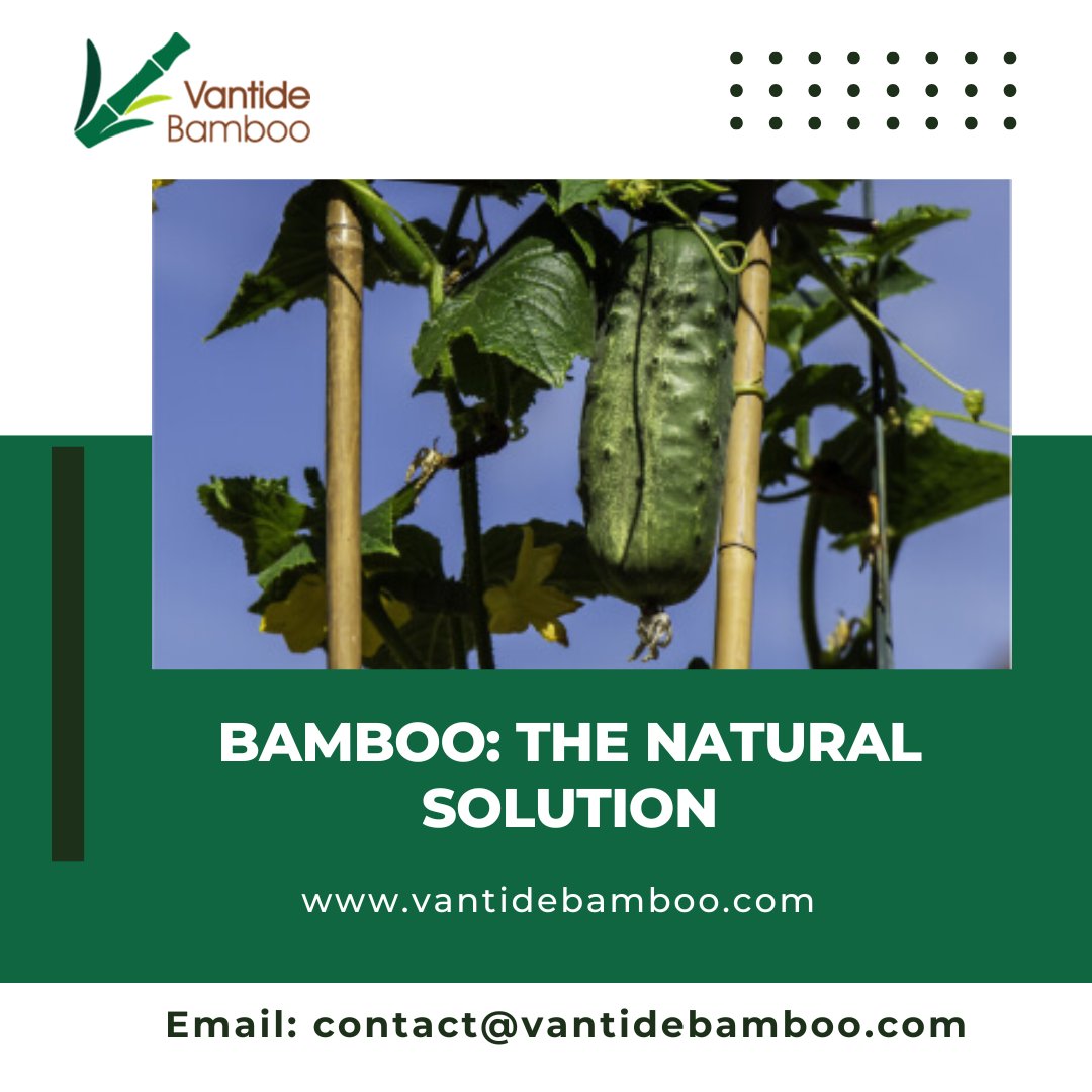 vantidebamboo's tweet image. Support your plants and create beautiful garden features with Vantide Bamboo’s high-quality bamboo products. #BambooSolutions #VantideBamboo #WholesaleOnly

Email: contact@vantidebamboo.com
Visit: vantidebamboo.com
