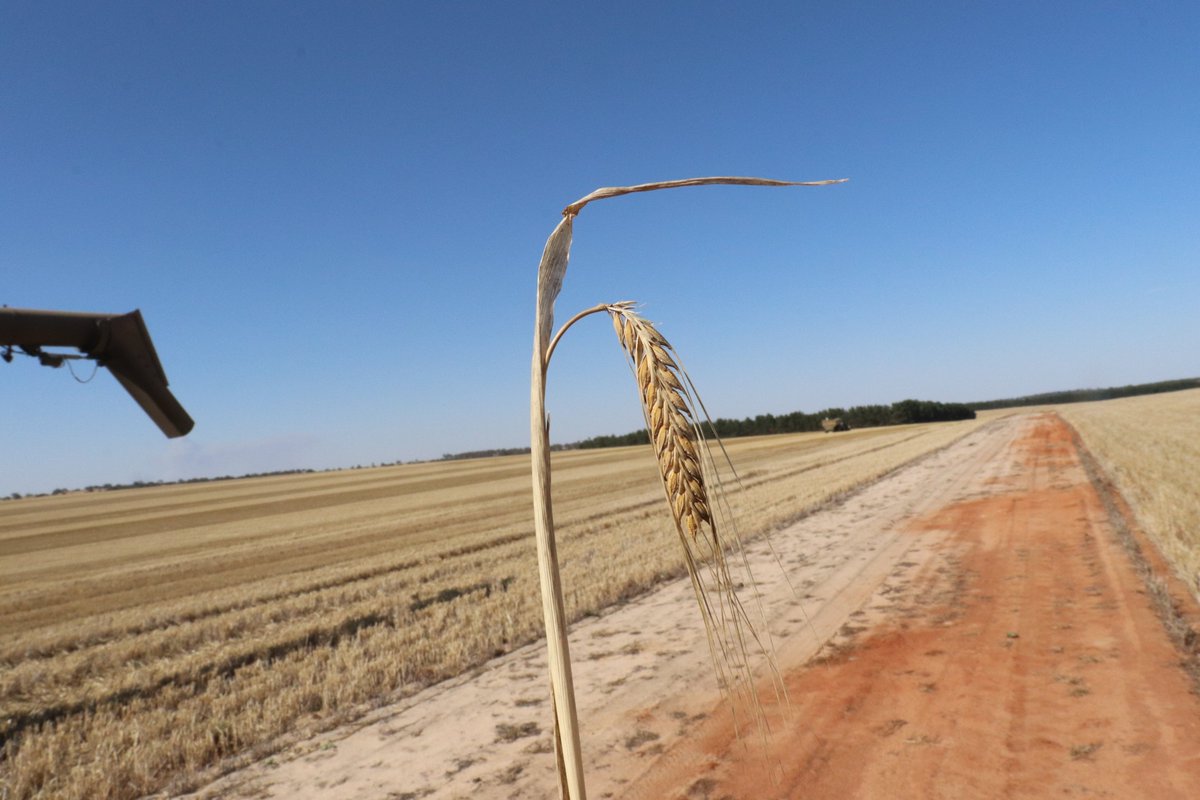 Attention WA barley growers - let's talk varieties!
Is Maximus king? Is Neo set to step up?
What else should be in the spotlight?