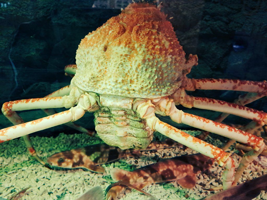 hohri_study's tweet photo. タカアシガニさんがふんどしパカーしてたんだけど大丈夫なやつですよね....？🦀
#エビとカニの水族館
#タカアシガニ
#カニ
#ちょっとエイリアンみがあった https://t.co/WX7wThoKWY