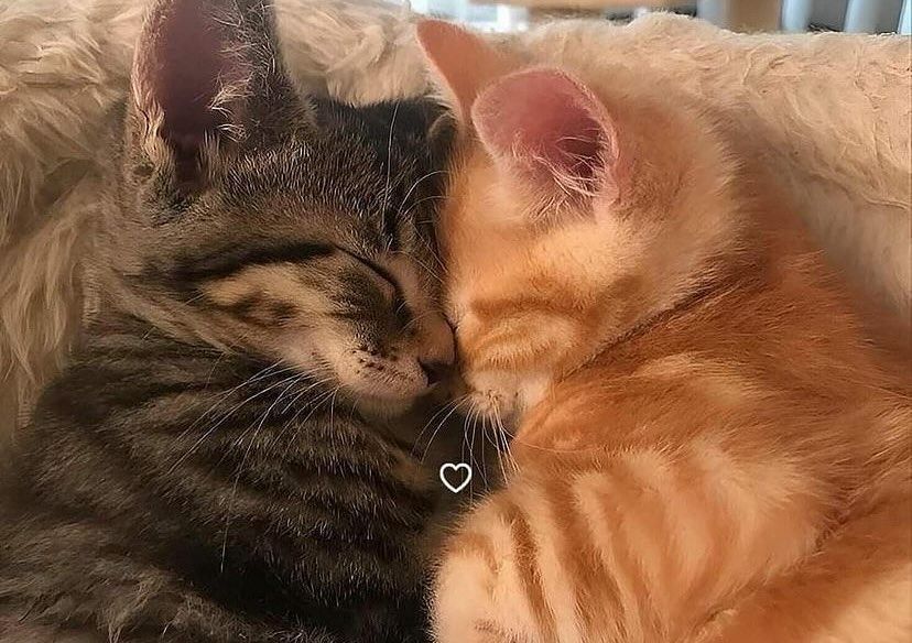 Cuddles