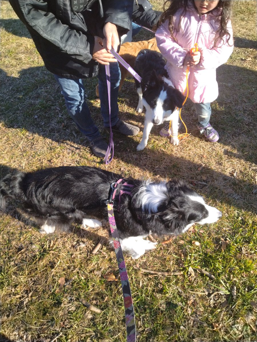 BorderCollieFeb's tweet photo. 水元公園という素敵な場所を教えてくださった皆さま
そして、一緒に行ってくれたワン友さん
さいこーっす👍
大好き♡ https://t.co/t43zHIEpxg