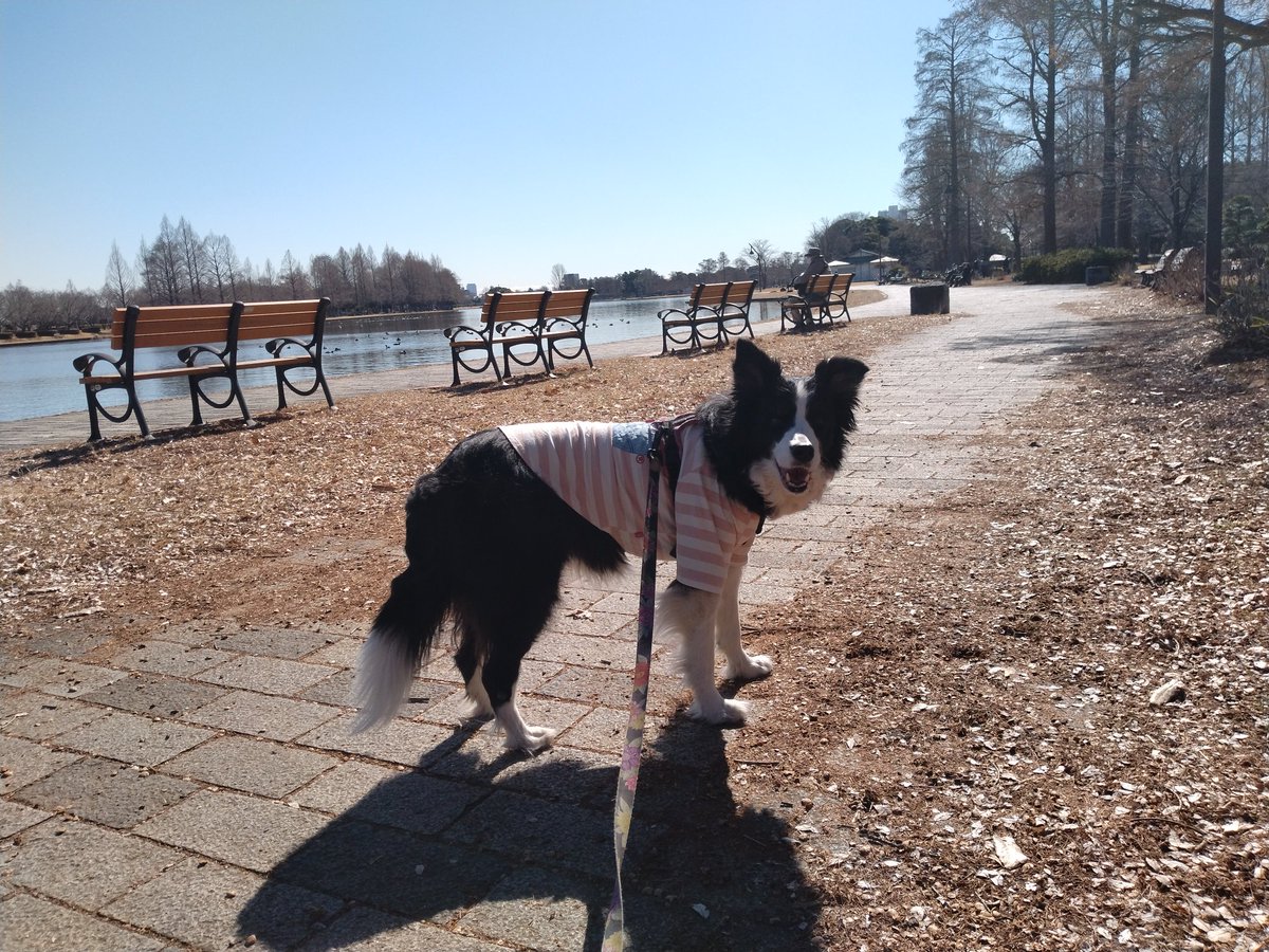 BorderCollieFeb's tweet photo. 水元公園という素敵な場所を教えてくださった皆さま
そして、一緒に行ってくれたワン友さん
さいこーっす👍
大好き♡ https://t.co/t43zHIEpxg