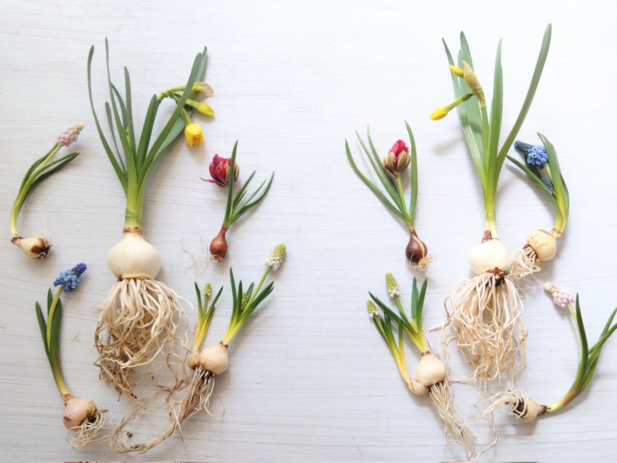 310cafeｰサトカフェｰ🌼纏う花・飾る花- 1/11のちのちの市 tweet media