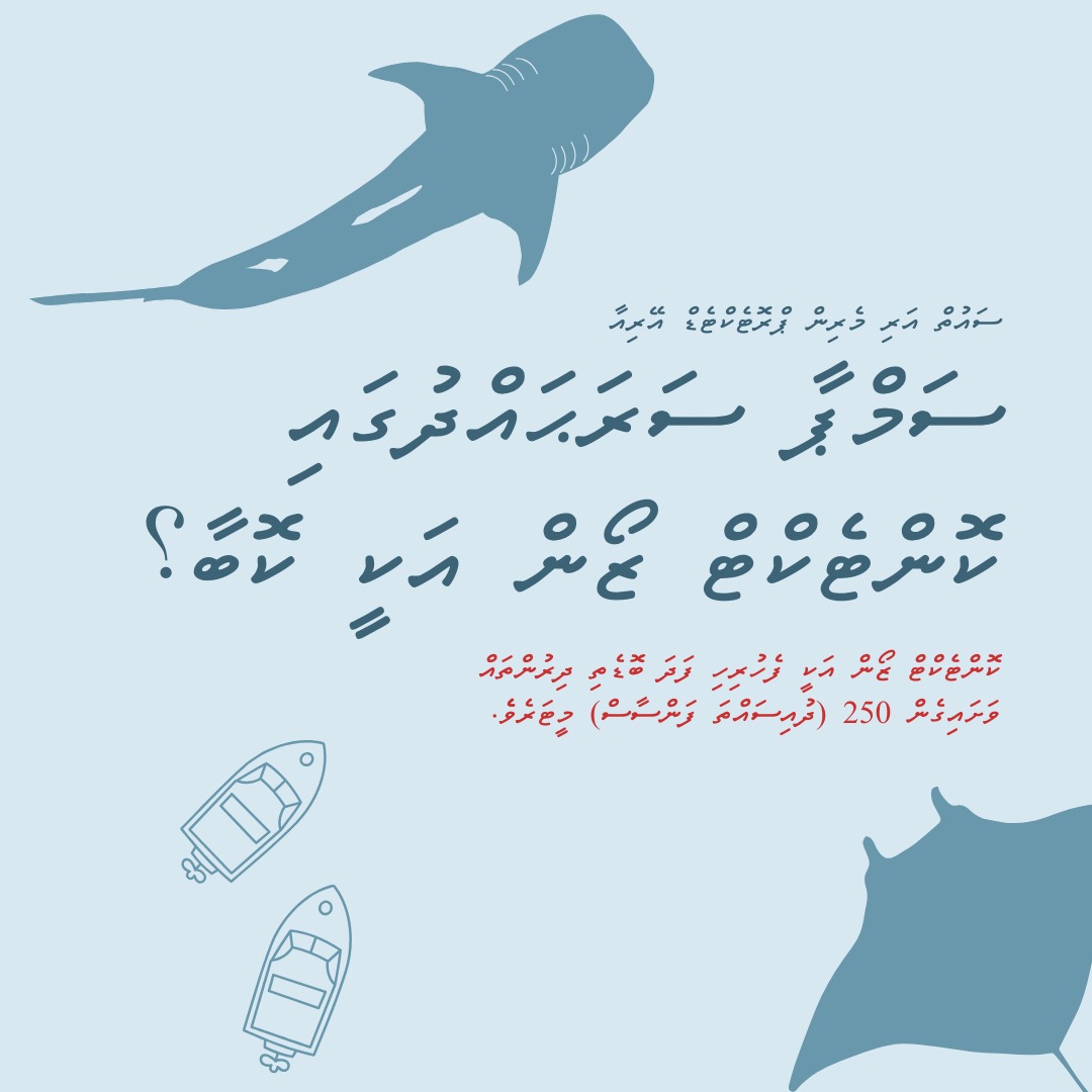 pcamaldives's tweet photo. What is a contact zone with in South Ari Marine Protected Area (SAMPA)? 

A contact zone is 250 (two hundred and fifty) meters around a whale shark or any other marine mega fauna. https://t.co/omMPDO1alT