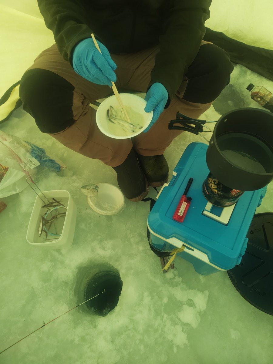 Taku3351's tweet photo. 氷上ワカサギ釣り
釣果50匹
#北海道
#朱��内湖 https://t.co/bRsEJWd9EH