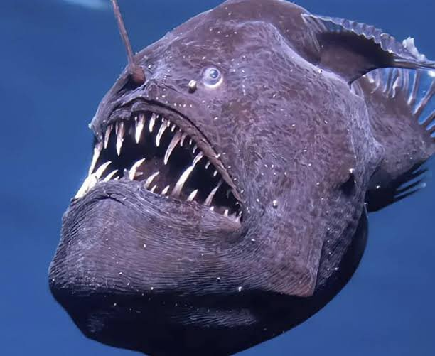 El pez abisal no reconoce a Israel como un estado legítimo