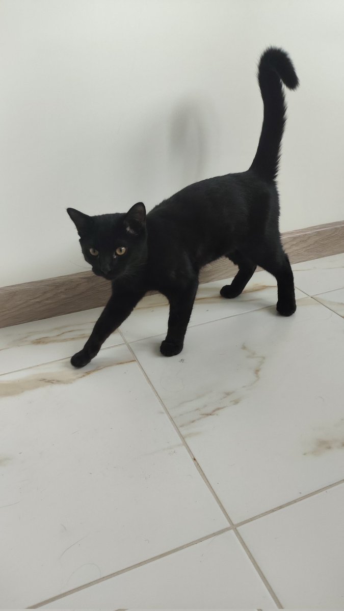 надеюсь на силу твиттера 🙏
2 февраля я нашла кота в Академическом районе Москвы. Коту около 6 месяцев, не кастрирован, явно домашний. Давайте найдём его старых хозяев.
писать vlntnptrv в телеге или здесь.
за ретвит — плюс в карму.