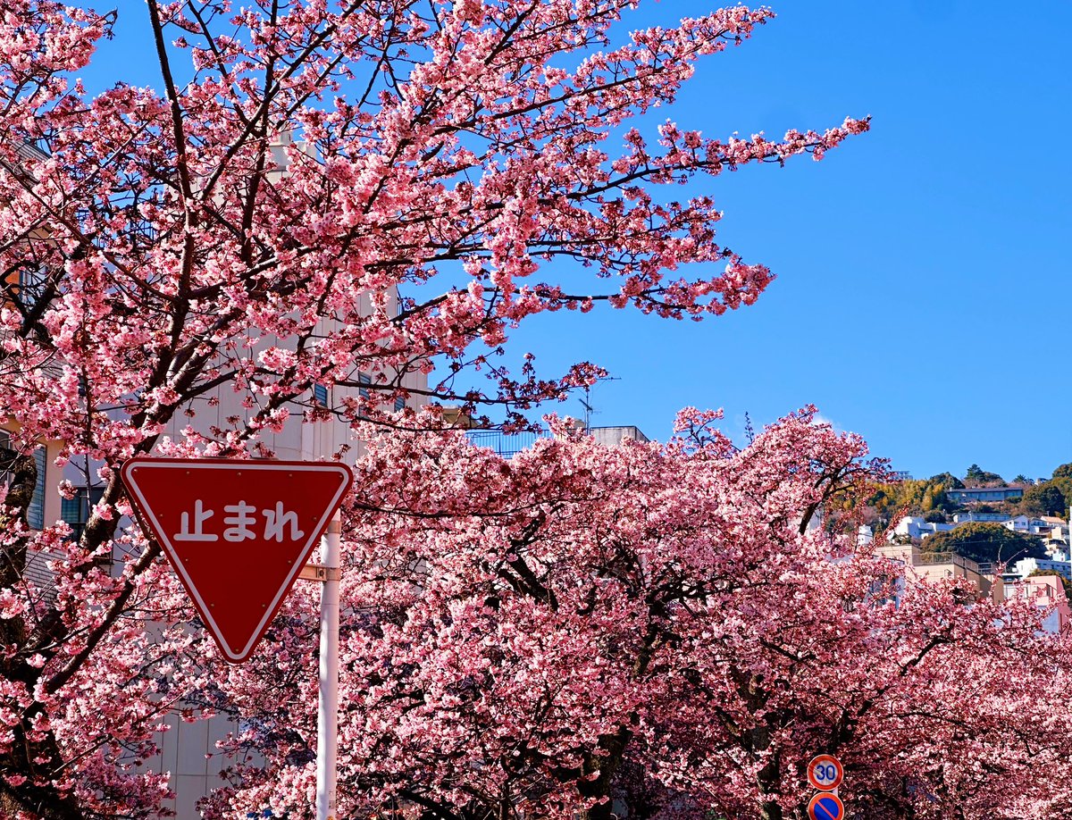 ferdalangurinn tweet media