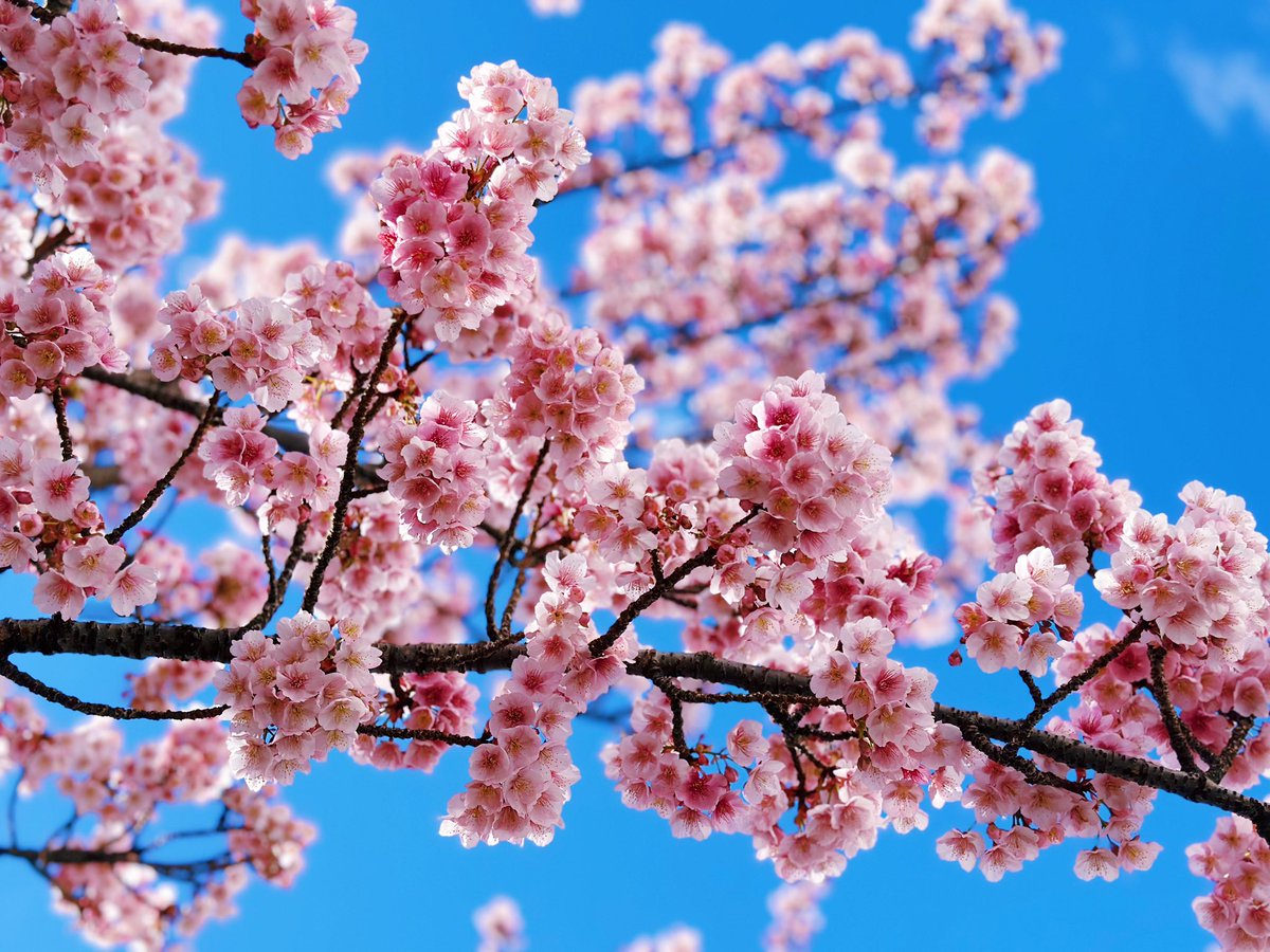 ferdalangurinn tweet media