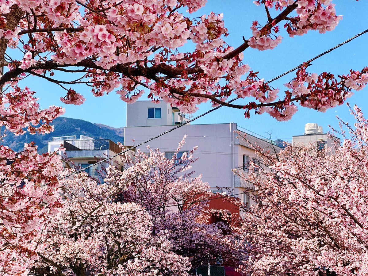 ferdalangurinn tweet media