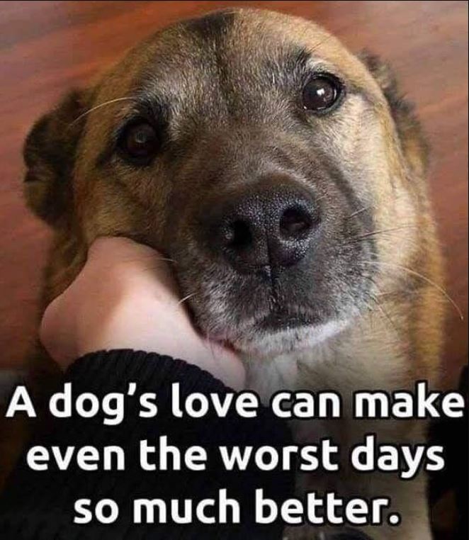 TweeetsOfDogs's tweet image. A dog's love can make even the worst days so much better.