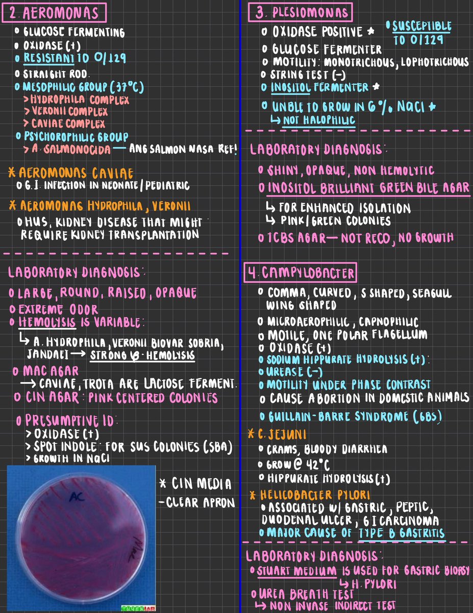 lockedinlia's tweet photo. [BACTE] Non enteric GI pathogens fast notes hehe, to differentiate the species para iwas lito 🥹 https://t.co/eYCZNfLU9E