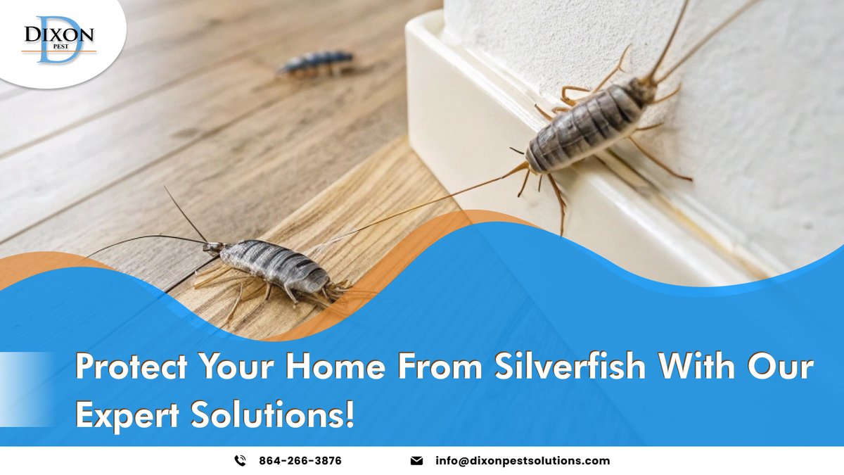 PestDixon63373's tweet image. Silverfish invading your home? 

Stop them now! Dixon Pest Solutions ensures a pest-free, safe space with expert silverfish control.

Book your silverfish inspection now! 📞8642663876

#SilverfishControl #PestFreeHome